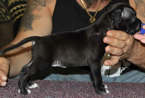 DDDawgs Dark Angel (AI)